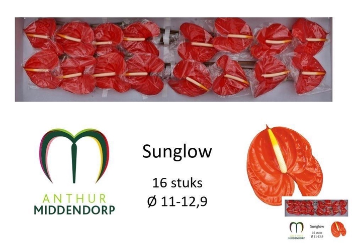 <h4>ANTH A SUNGLOW</h4>