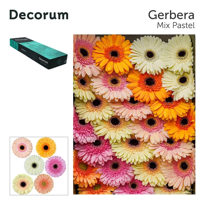 <h4>GE GR MIXED PASTEL</h4>
