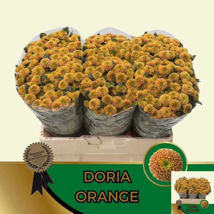 <h4>CHR S AAA DORIA ORAN</h4>