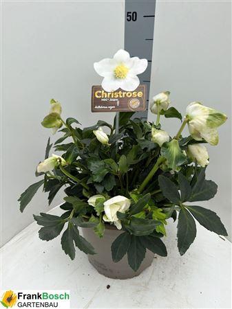 <h4>Hell Ni Hgc Jasper 20 Bloemen++</h4>