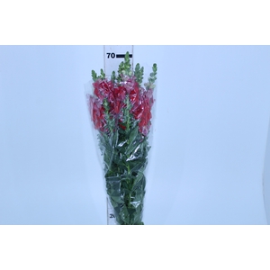 BOCA DE LEAO 070 CM VERMELHO