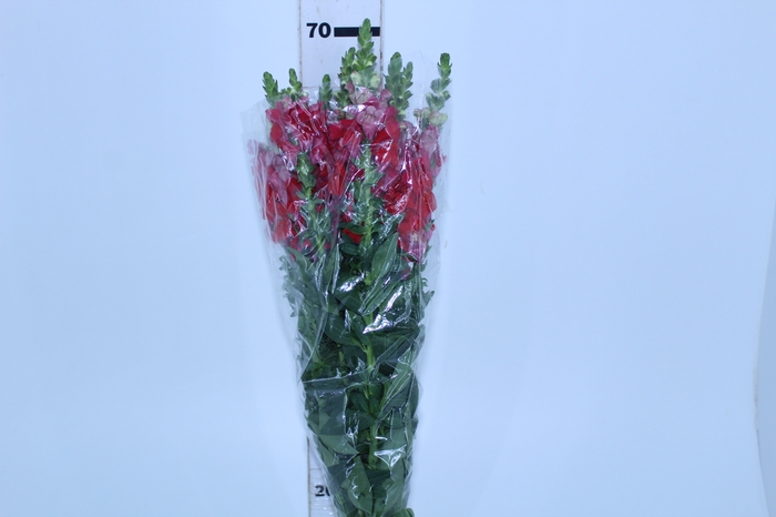 BOCA DE LEAO 070 CM VERMELHO