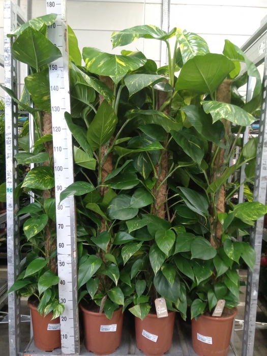 <h4>Epipremnum pinn.   ...moss stick</h4>
