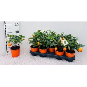 Citrus Mix Calamondin mini-bush (s3)