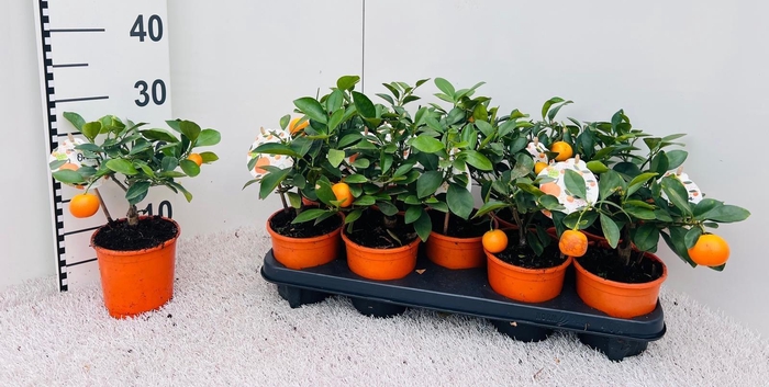 <h4>Citrus Mix Calamondin mini-bush (s3)</h4>