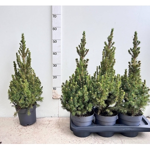 PICEA GL DECEMBER