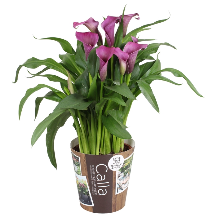 <h4>Zantedeschia Paco Calla paars met outdoor potcover</h4>
