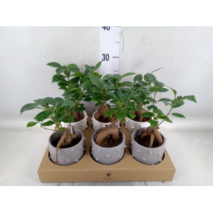 Ficus microcarpa 'Ginseng'
