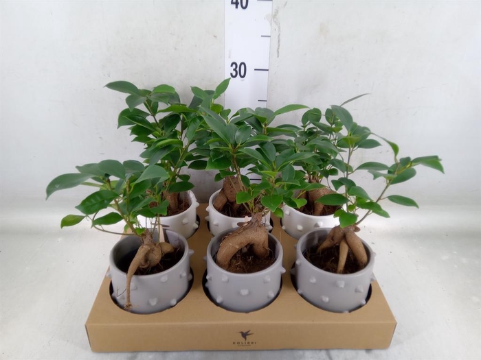 <h4>Ficus microcarpa 'Ginseng'</h4>