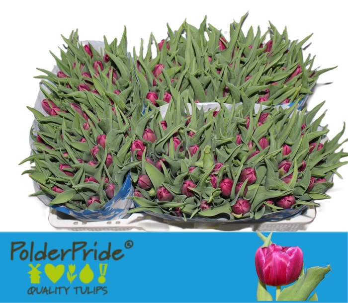 <h4>TU DU WORLD BOWL</h4>