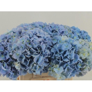 HYDR M CH CHALLEN BL