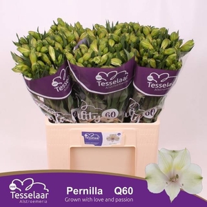 ALSTR PERNILLA