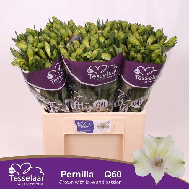 <h4>ALSTR PERNILLA</h4>