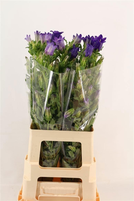 <h4>CAMP M CHAMPION BLUE</h4>