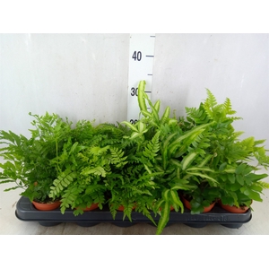 Ferns   ...mix