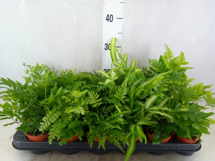 <h4>Ferns   ...mix</h4>