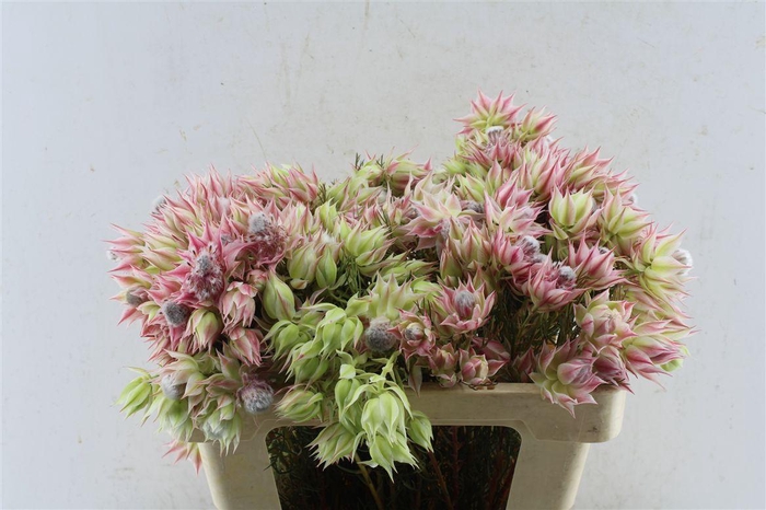 <h4>Blushing Brides Pink 2-5</h4>