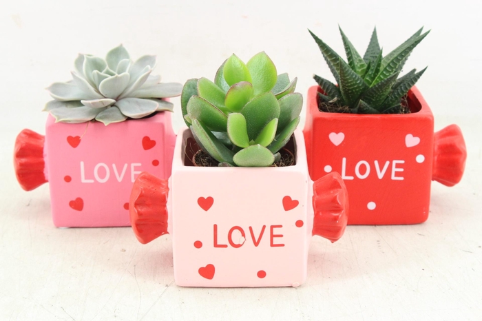 <h4>arr3 Demi - Ker. candy mix x8</h4>