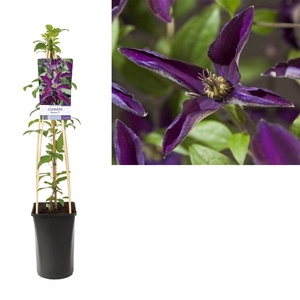 Clematis Noora PBR +light label