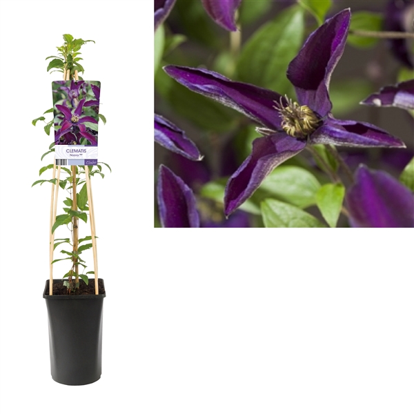 <h4>Clematis Noora PBR +light label</h4>