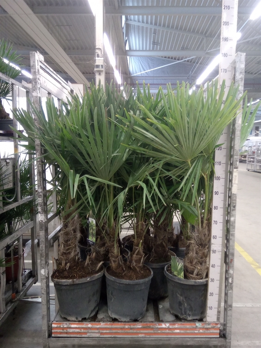 <h4>Trachycarpus fortunei</h4>