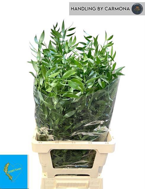 <h4>DANAE RACEMOSA PB ITAL RUS</h4>