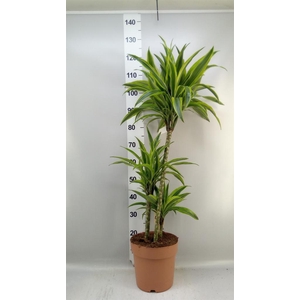 Dracaena fr de 'LemonLime'