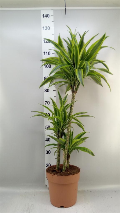 <h4>Dracaena fr de 'LemonLime'</h4>