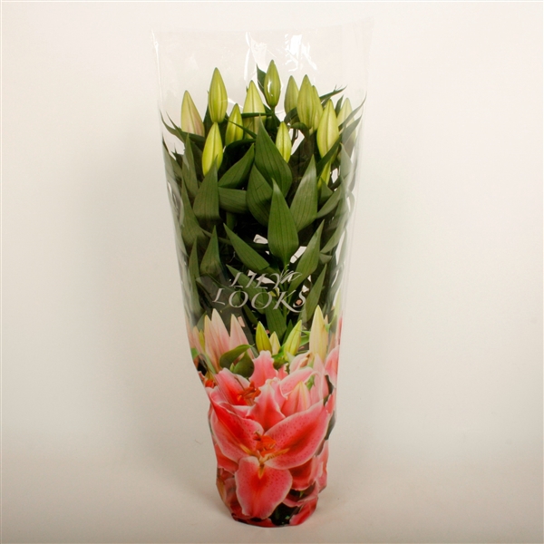 <h4>Lilium roze 19 cm oriëntal in potcoverhoes (or. lelie)</h4>