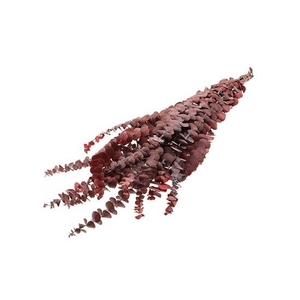 Bunch Euca Baby Pres.150g