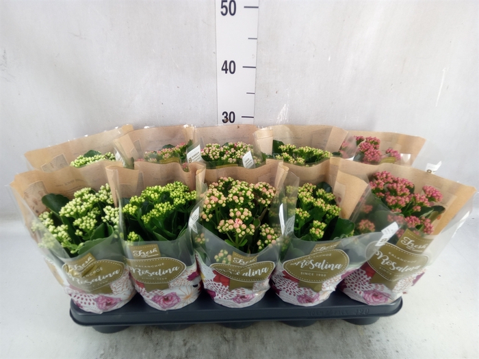 Kalanchoe blos. 'RosDon Collection'