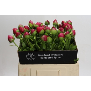 Paeonia Command Performance