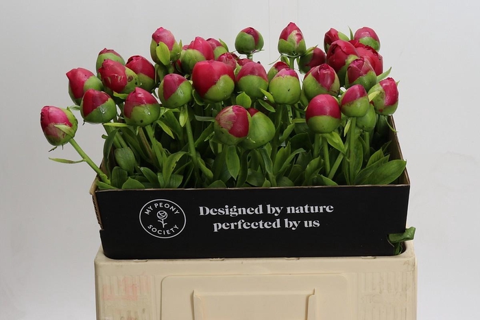 <h4>Paeonia Command Performance</h4>