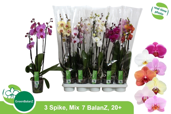 <h4>PHAL GEM 7 KL</h4>