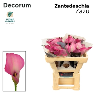 CALLA ZAZU ZANT ZAZU
