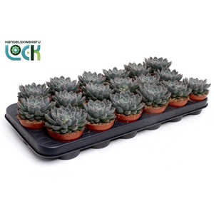 Echeveria 'Orion'