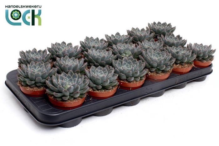 <h4>Echeveria 'Orion'</h4>