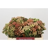 Kaaps Groen Red Brunia Small