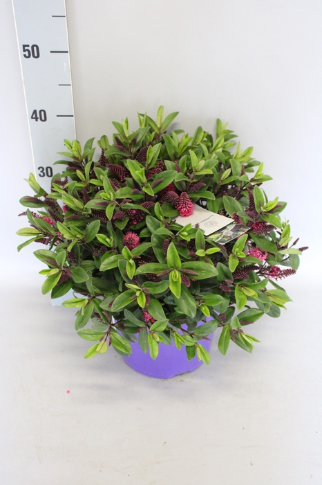Hebe andersonii Garden Dream 'Maria' Lila