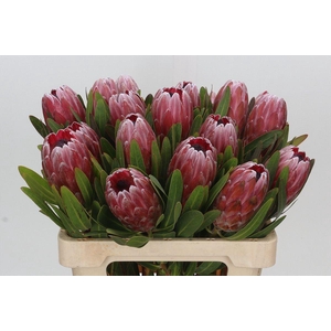 PROTEA  'PINK ICE'