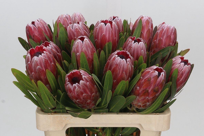 <h4>PROTEA  'PINK ICE'</h4>