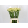 Agapanthus Gletsjer