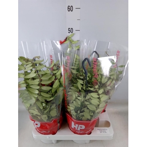 Aeschynanthus  'Caro Improved'