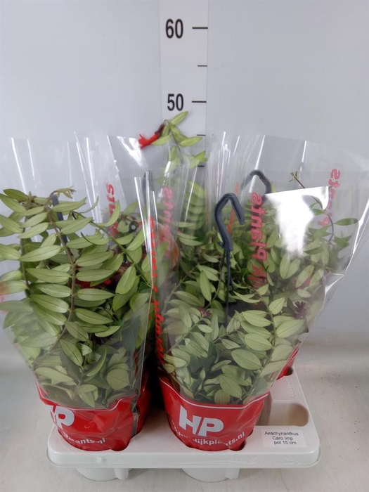 <h4>Aeschynanthus  'Caro Improved'</h4>