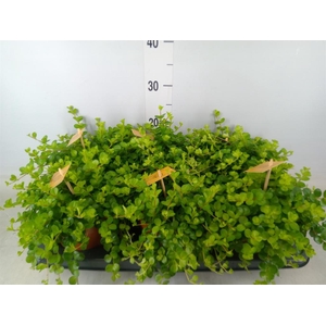 Peperomia rotundifolia