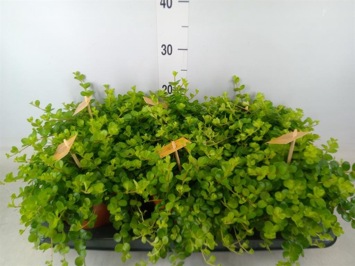 <h4>Peperomia rotundifolia</h4>