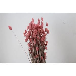 Dried Phalaris Frosted L. Pink Bunch