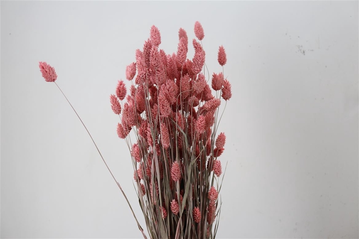 <h4>Dried Phalaris Frosted L. Pink Bunch</h4>