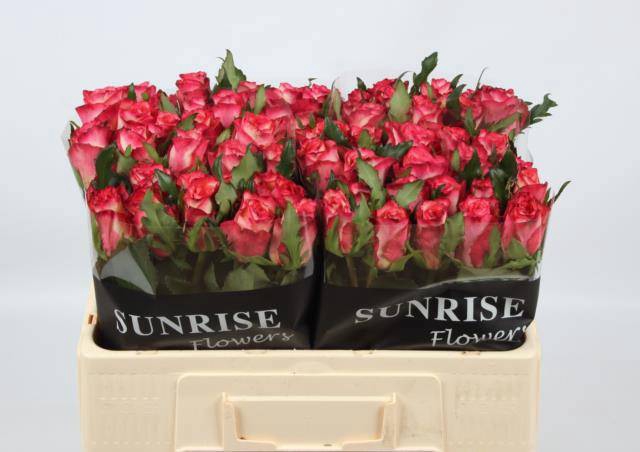 <h4>R GR SPARK CONDOR</h4>