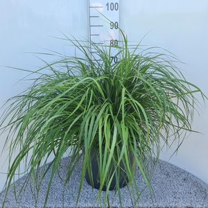 Pennisetum Alo. Redhead P40